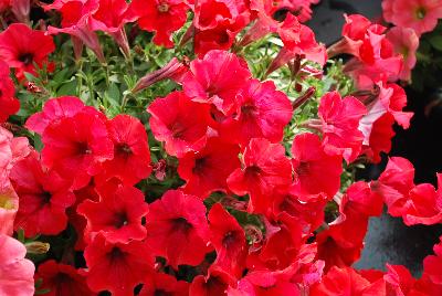 GreenFuse Botanicals: QT Petunia Experimentals 