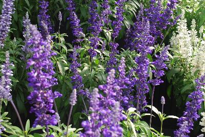 Cathedral® Salvia Deep Blue