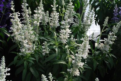 Cathedral® Salvia White