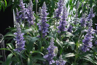 Cathedral® Salvia Sky Blue