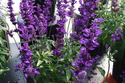 Cathedral® Salvia Purple 