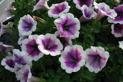 GreenFuse Botanicals: Good and Plenty Petunia Purple Skirt 
