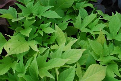 GreenFuse Botanicals: Sweet Georgia Ipomoea Light Green 