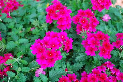 Vivid Verbena Brilliant Rose 