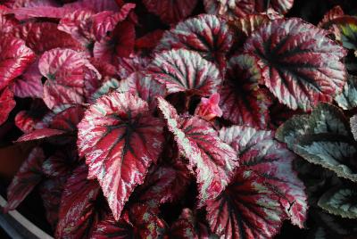 Shadow King Begonia Cherry Mint 