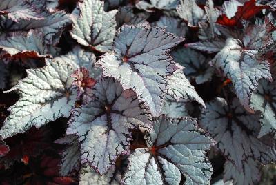 GreenFuse Botanicals: Shadow King Begonia Moonlight 