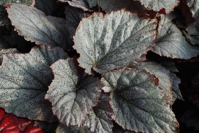 Shadow King Begonia Cool White 