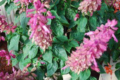 Grandstand Salvia Lavender