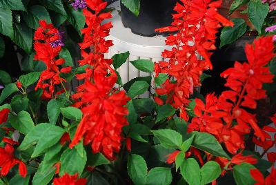 Grandstand Salvia Red
