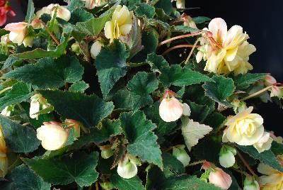 Champagne Begonia Yellow 