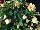 GreenFuse Botanicals: Begonia  'Yellow' 