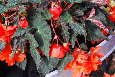 GreenFuse Botanicals: Champagne Begonia Orange 