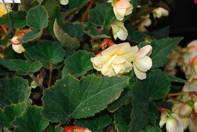 GreenFuse Botanicals: Champagne Begonia Apricot 