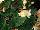GreenFuse Botanicals: Begonia  'Apricot' 
