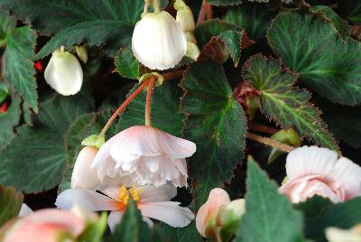 Champagne Begonia White 