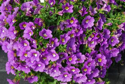 Cruze Calibrachoa Lavender 