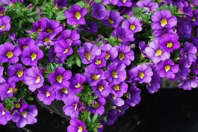 GreenFuse Botanicals: Cruze Calibrachoa Blue 