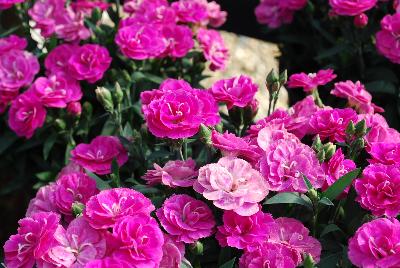 Cadence Dianthus Raspberry 