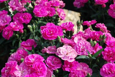 Cadence Dianthus Raspberry 