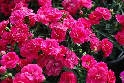 Cadence Dianthus Cherry Red 