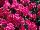 GreenFuse Botanicals: Dianthus  'Cherry Red' 