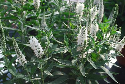 Vernique Veronica White Improved 