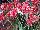 GreenFuse Botanicals: Anigozanthos  'Jump Red' 