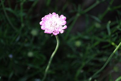 Giga Scabiosa Pink 