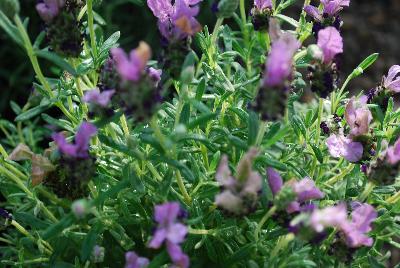 Madrid Lavandula Pequena Purple 