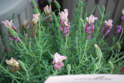 Madrid Lavandula Pequena Pink 