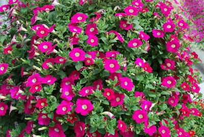 GreenFuse Botanicals: Blanket® Petunia Rose Improved 