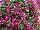 Blanket® Petunia Rose Improved 