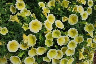 Blanket® Petunia Yellow 