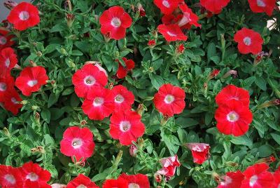 GreenFuse Botanicals: Blanket® Petunia Red 
