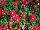 Blanket® Petunia Red 