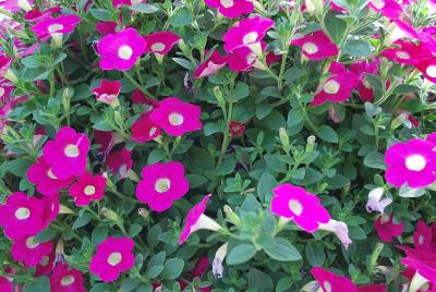 GreenFuse Botanicals: Blanket® Petunia Rose Improved 