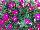 Blanket® Petunia Rose Improved 