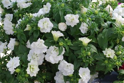 GreenFuse Botanicals: Blanket® Double Petunia White 