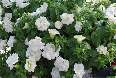 Blanket® Double Petunia White 