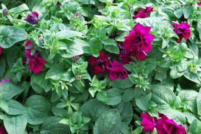 Blanket® Double Petunia Zinfandel 