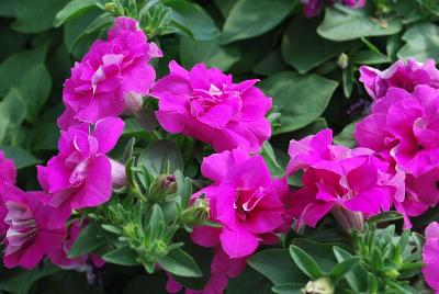 GreenFuse Botanicals: Blanket® Double Petunia Rose 