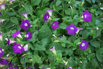 GreenFuse Botanicals: Blanket® Petunia Violet 