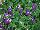 Blanket® Petunia Violet 