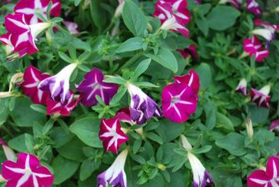 Blanket® Petunia Rose Star 