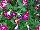 Blanket® Petunia Rose Star 