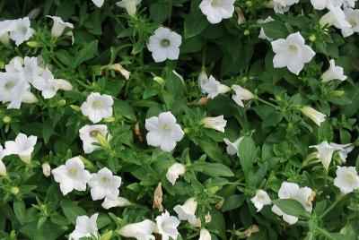 GreenFuse Botanicals: Blanket® Petunia White 