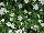 Blanket® Petunia White 