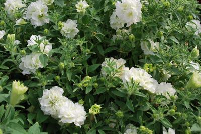 GreenFuse Botanicals: Blanket® Double Petunia Chardonnay 