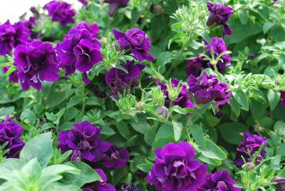 Blanket® Double Petunia Midnight Velvet 