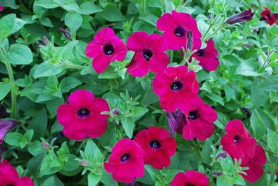 GreenFuse Botanicals: Blanket® Petunia Zinfandel 